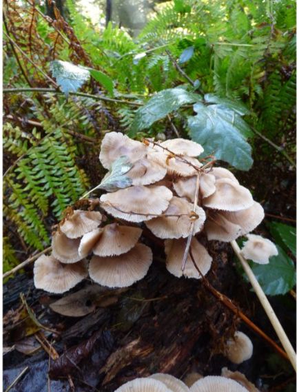 on fallen wood and on buried roots (various species).